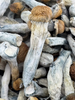 Raw Psilocybin - Albino Penis