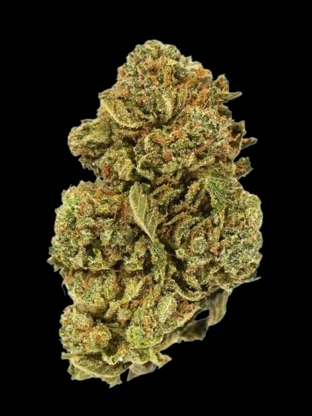 Upper Midshelf OZ - Apollo Haze (S)